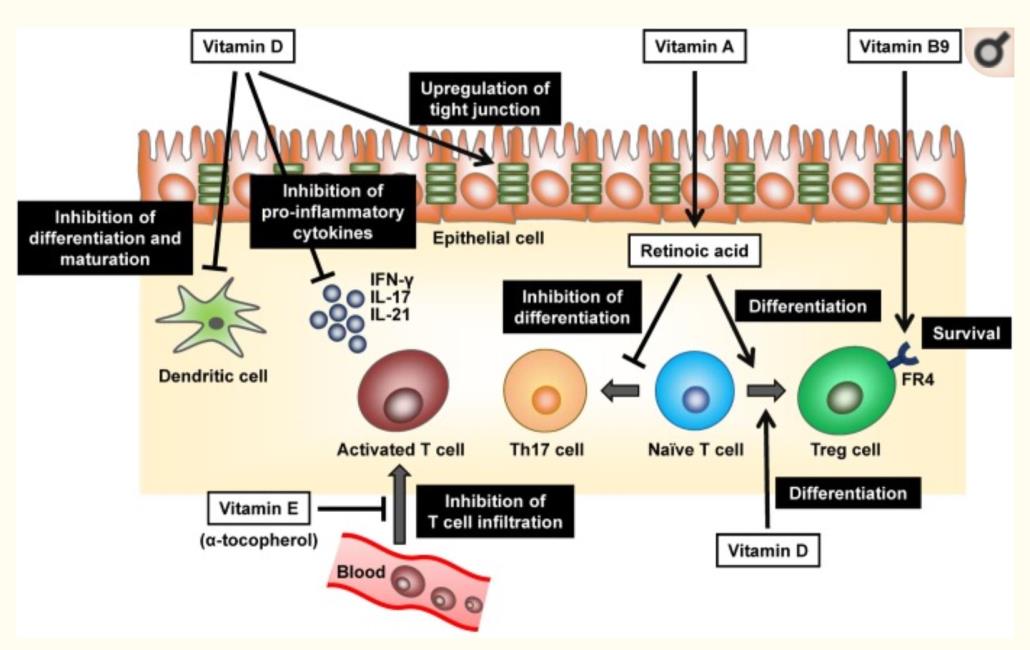 How Vitamins Interact with Cells