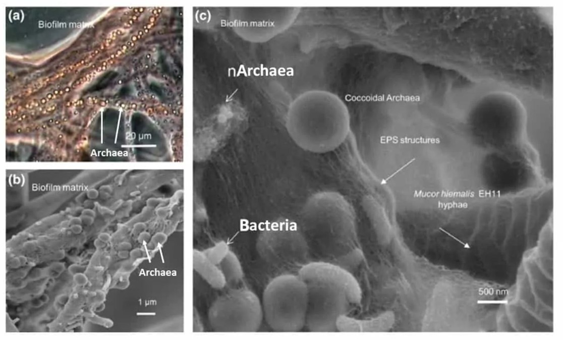 Cellular Image of Build Up of Biofilms