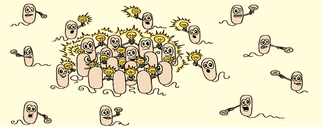 Bacteria Quorum Sensing Party 