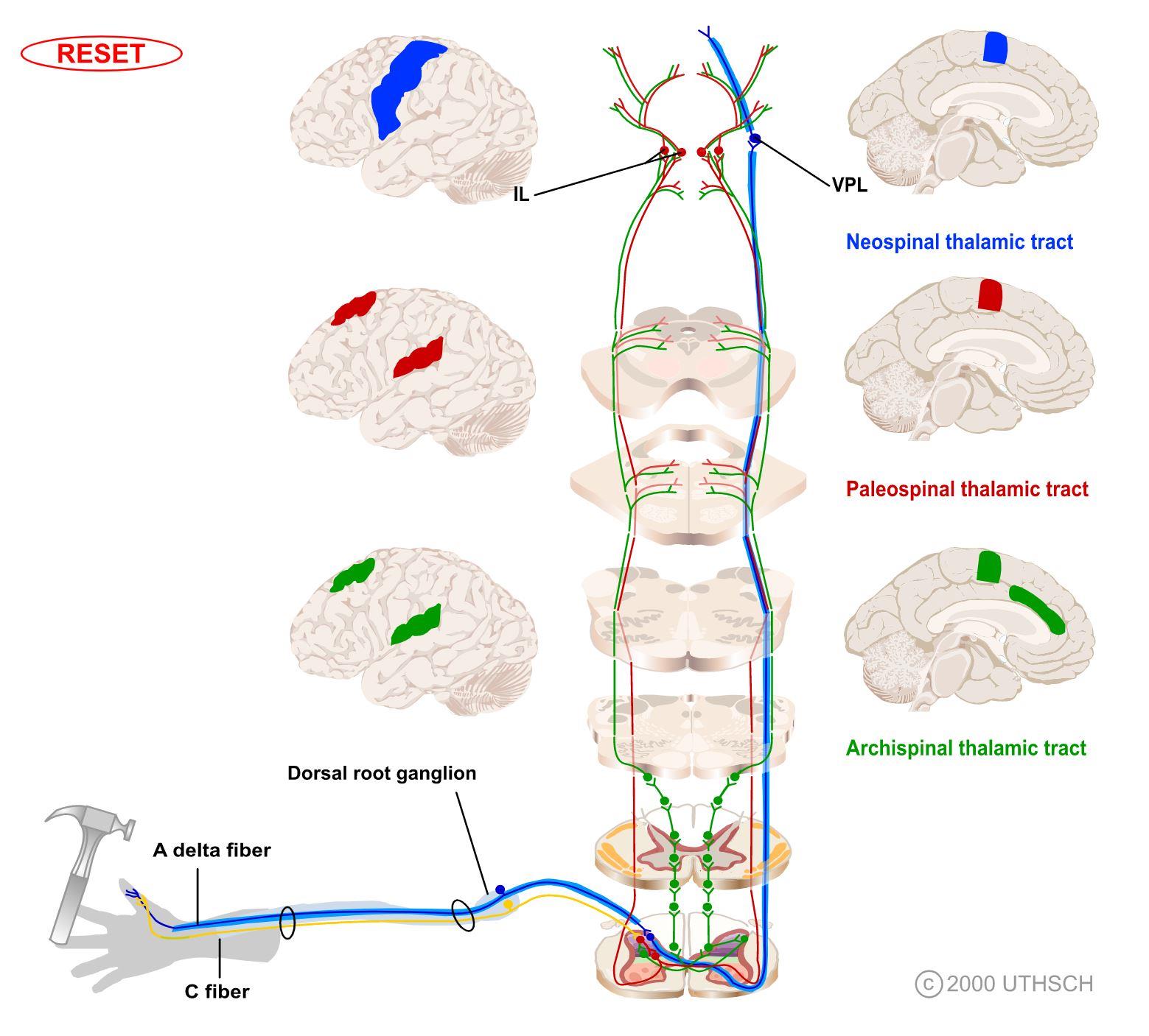 Image adapted from The University of Texas Health Science Center at Houston (UTHSCH), © 2000